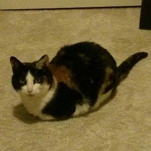 Meet your Posher, Alisa